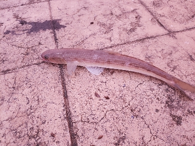 今日も小さいやつ