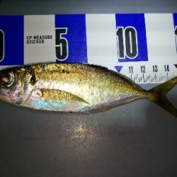 アジからタチウオへ