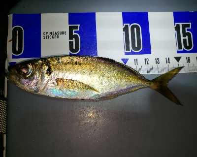 アジからタチウオへ