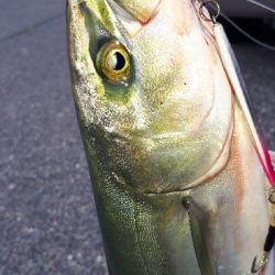 久しぶりにマイポイントに行ってきた