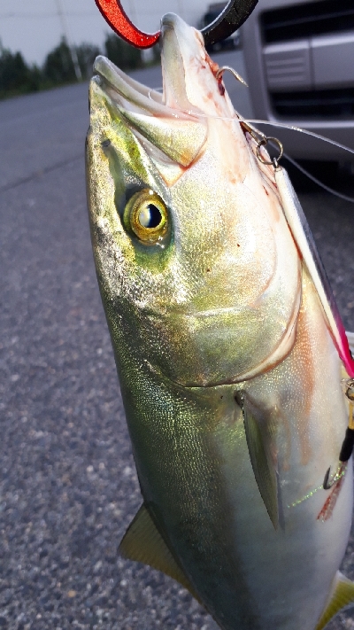 久しぶりにマイポイントに行ってきた