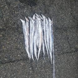 タチウオ、ハマチ