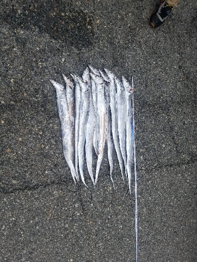 タチウオ、ハマチ