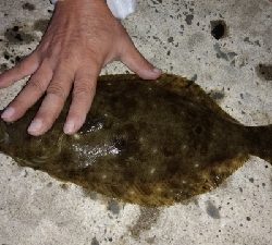 イカ釣狙いが・・・