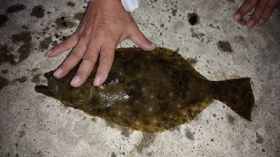 イカ釣狙いが・・・