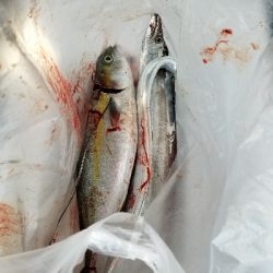 タチウオと青物を釣りに