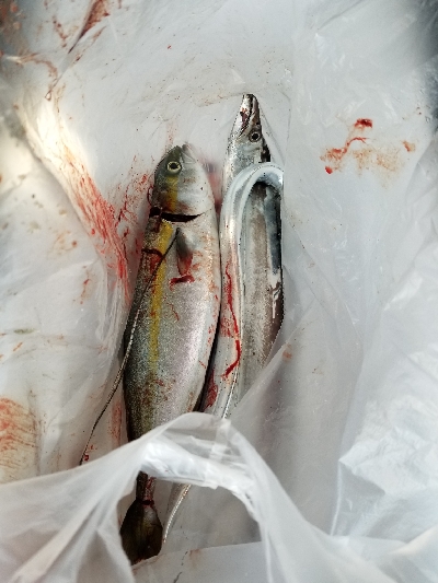 タチウオと青物を釣りに