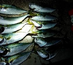 つばーす×たちうお