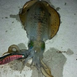 やっとサイズアップ