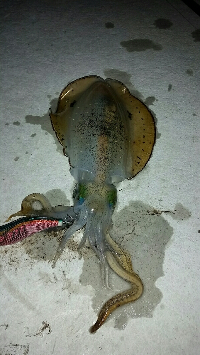 やっとサイズアップ