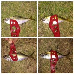 アジンガー1825〜1935