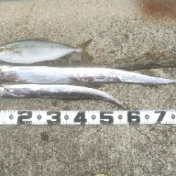 週末朝活　依然堅調です