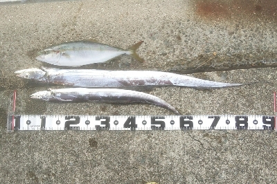 週末朝活　依然堅調です