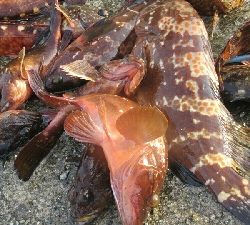 神戸沖堤防でアコウちアオリイカ