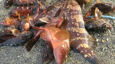 神戸沖堤防でアコウちアオリイカ