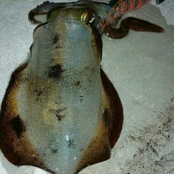 まだまだ小さい