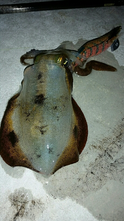 まだまだ小さい