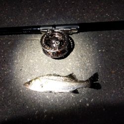 久しぶりのクロダイ?