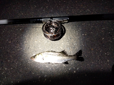 久しぶりのクロダイ?