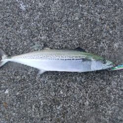 今年はツバスイヤー?