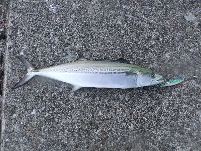 今年はツバスイヤー？