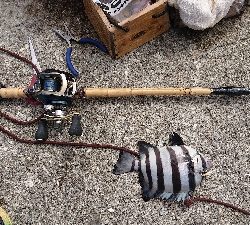 連続6回コフダイ不釣