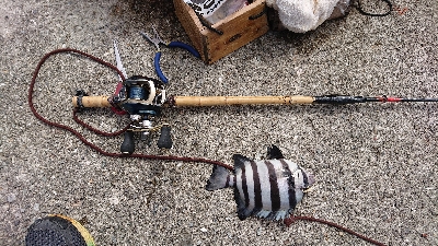 連続6回コフダイ不釣