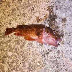 アジングとエギング