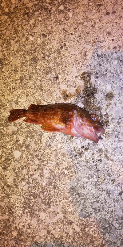 アジングとエギング