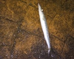 エギングからアジングと