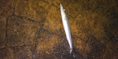 エギングからアジングと