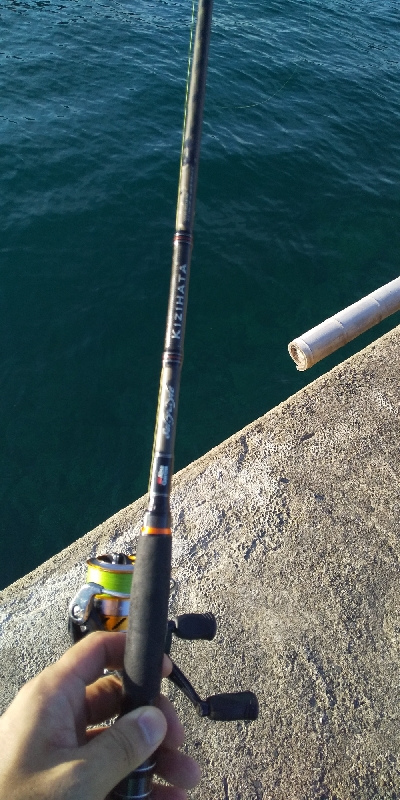 アコウシーズン終了？！