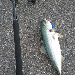 渋い中なんとかゲット サイズも上がってきました