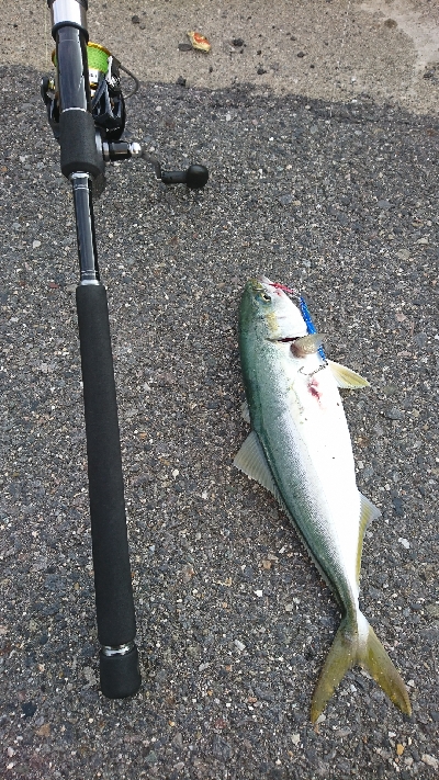 渋い中なんとかゲット サイズも上がってきました