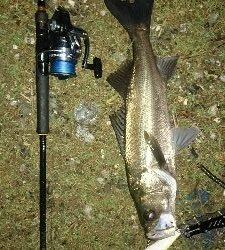 仁淀川河口シーバス