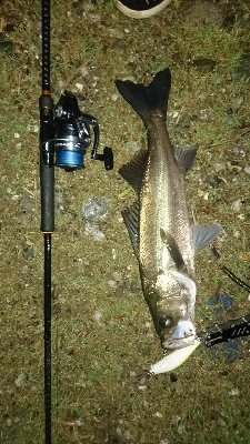 仁淀川河口シーバス