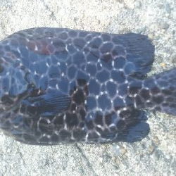 イシガキダイ カンダイ