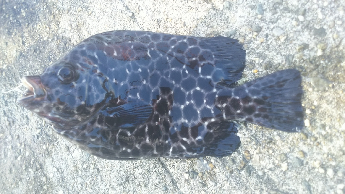 イシガキダイ カンダイ