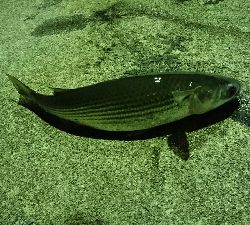 メタルジグのライトゲーム