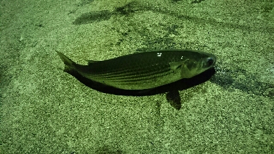 メタルジグのライトゲーム