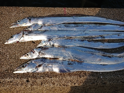 サーベルハント‼࿠…