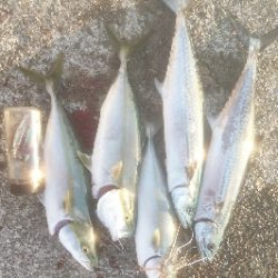 久々の地元 サゴシも登場!