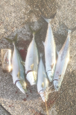 久々の地元　サゴシも登場！