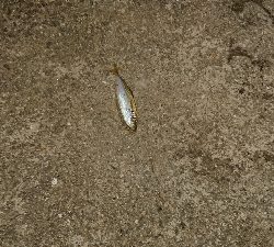 新子の調査に行ったのですが…