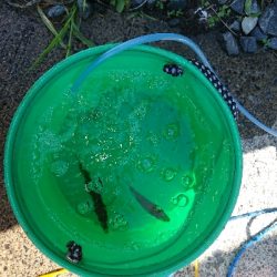 釣りも暑さも厳しい