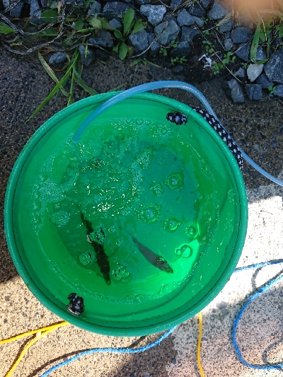 釣りも暑さも厳しい