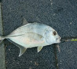 心頭メッキ釣り