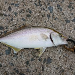 台風前の爆風釣行