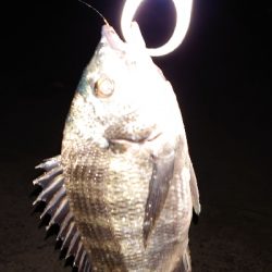 久しぶりの釣り