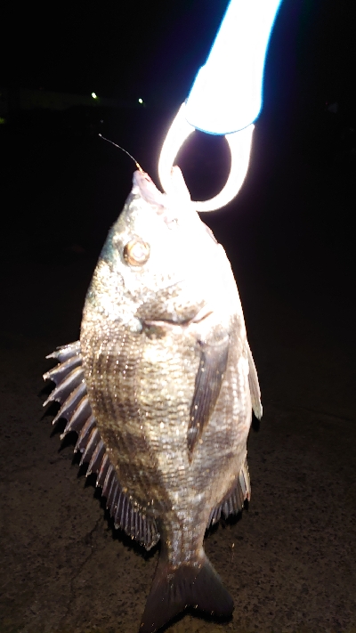 久しぶりの釣り